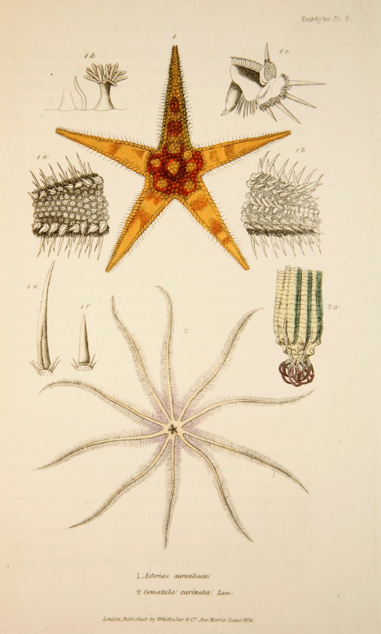 Asterias aurantiaca ve Comatula carinata, pub. 1833 El renkli gravür. by English School