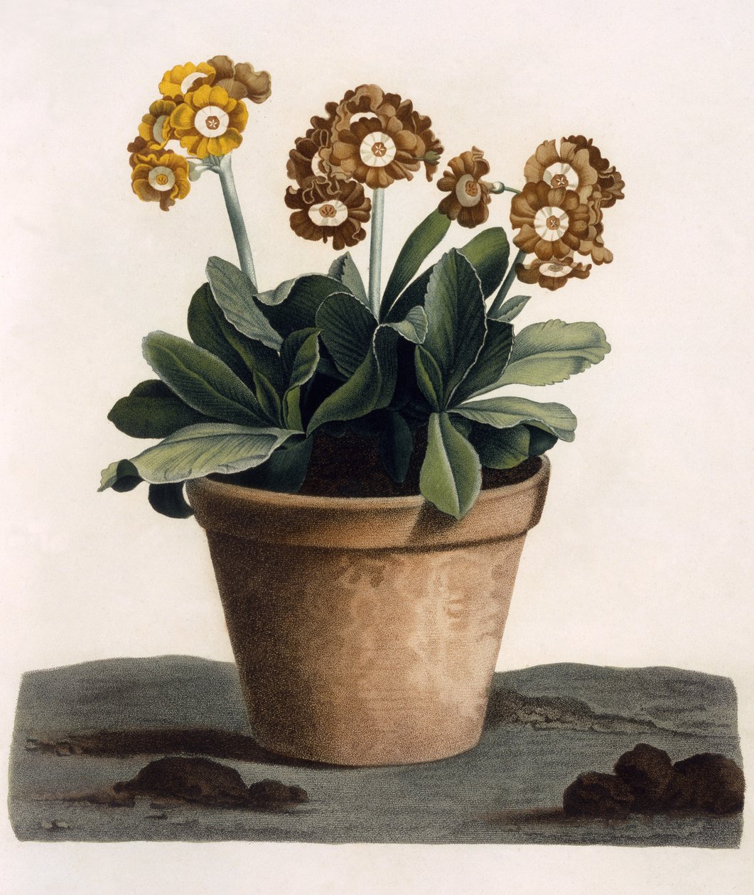Bir Tencerede Auricula, c.1840