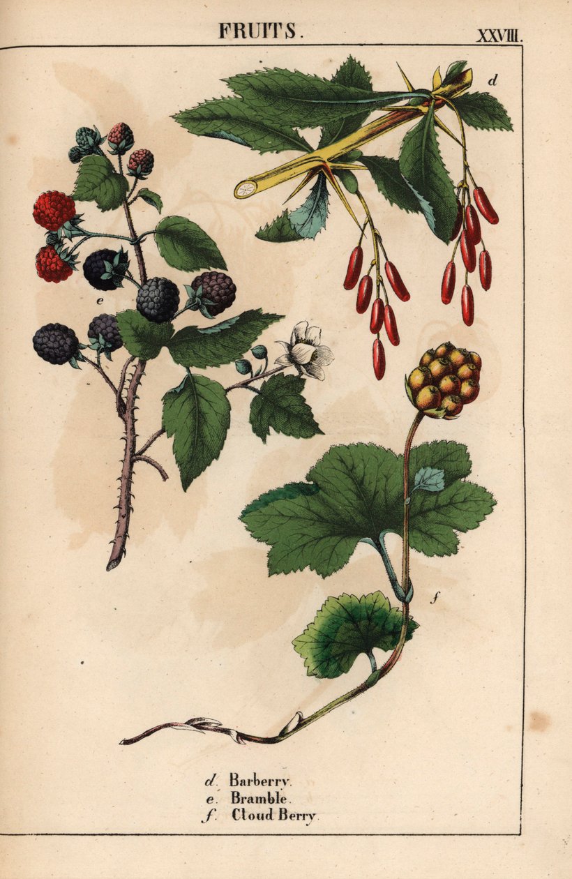 Kızamık, böğürtlen ve bulut meyvesi   , "Öğretici Resimli Kitap veya Sebze Dünyasından Dersler"den [Charlotte Mary Yonge], Edinburgh by English School