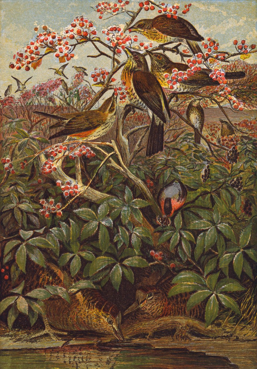 Kuşlar (renkli lito) by English School