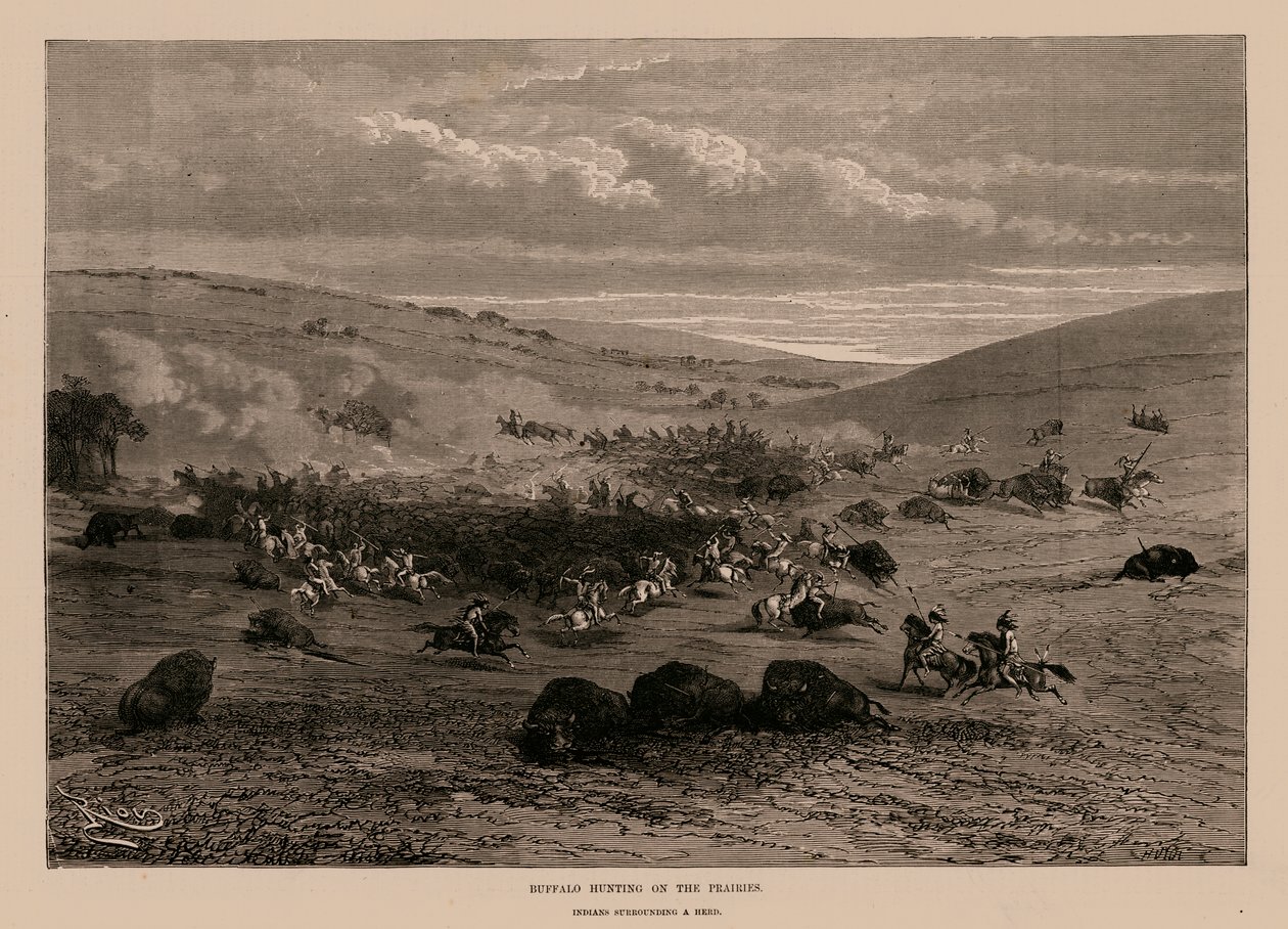 Kırlarda Bufalo Avı (gravür) by English School