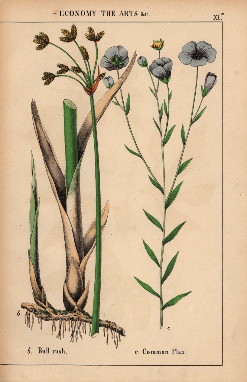 Boğa hücumu veya saz Cyperus ve mavi çiçekli ortak keten bitkisi Linum usitatissimum.  , "Öğretici Resimli Kitap veya Sebze Dünyasından Dersler"den [Charlotte Mary Yonge], Edinburgh by English School