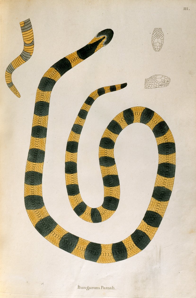 Bungarum Pamah Yılanı, Patrick Russell, Londra, 1796 tarafından Coromandel Sahili