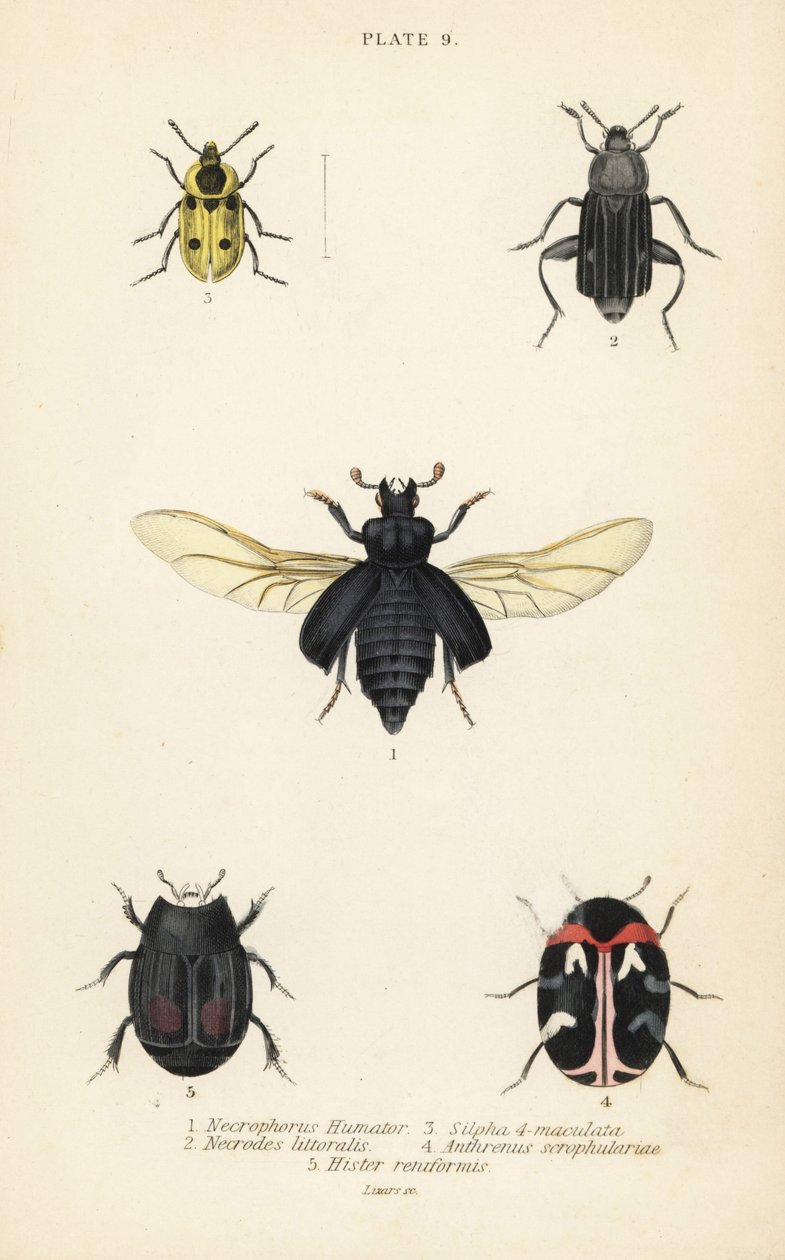 Gömme böceği, Nicrophorus humator 1, leş böcekleri, Necrodes littoralis 2, Dendroxena quadrimaculata 3, halı böceği, Anthrenus scrophulariae 4 ve Hister quadrimaculatus var by English School