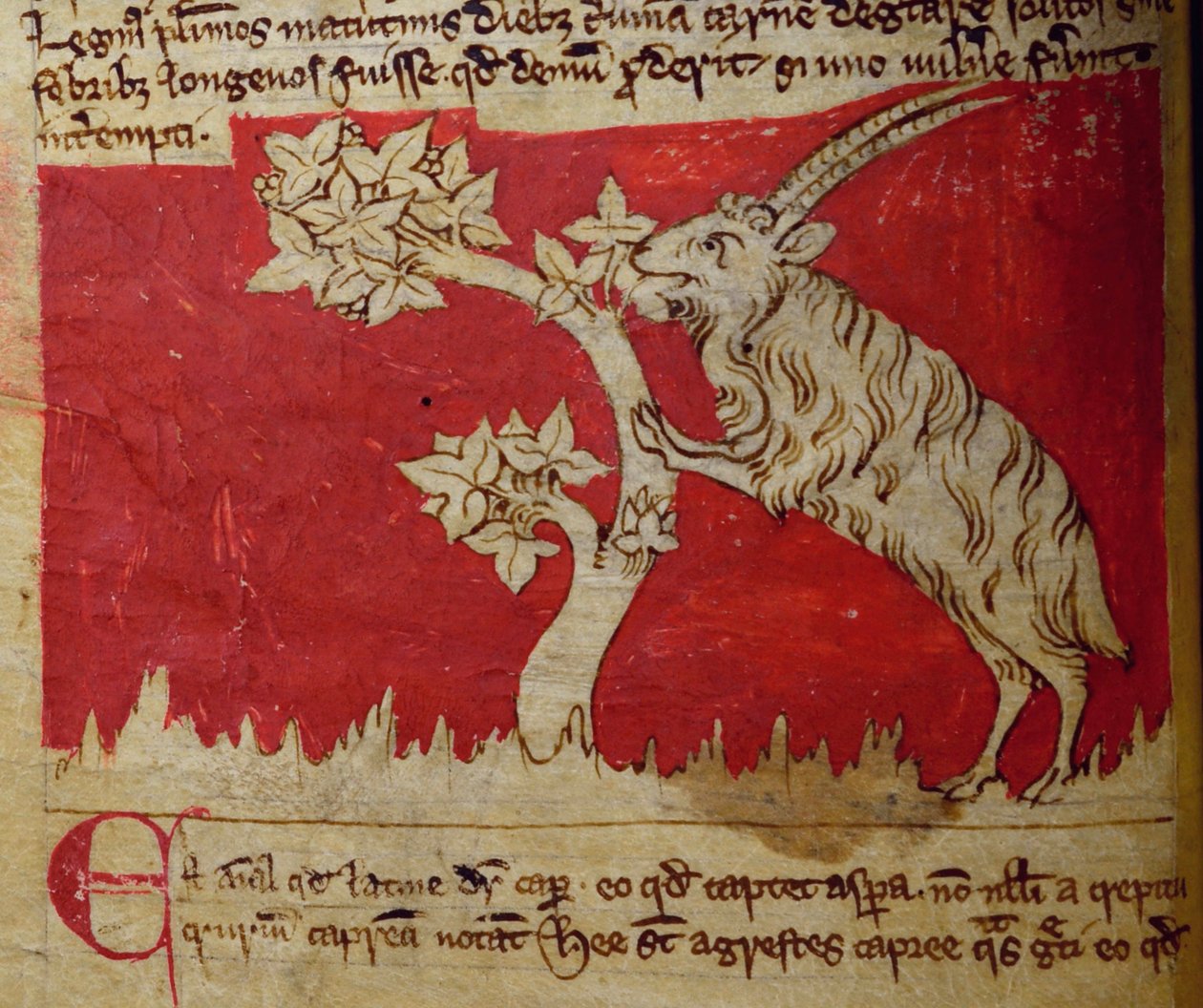 CCA-LitMs/D/10 fol.1v Keçi, Bestiary