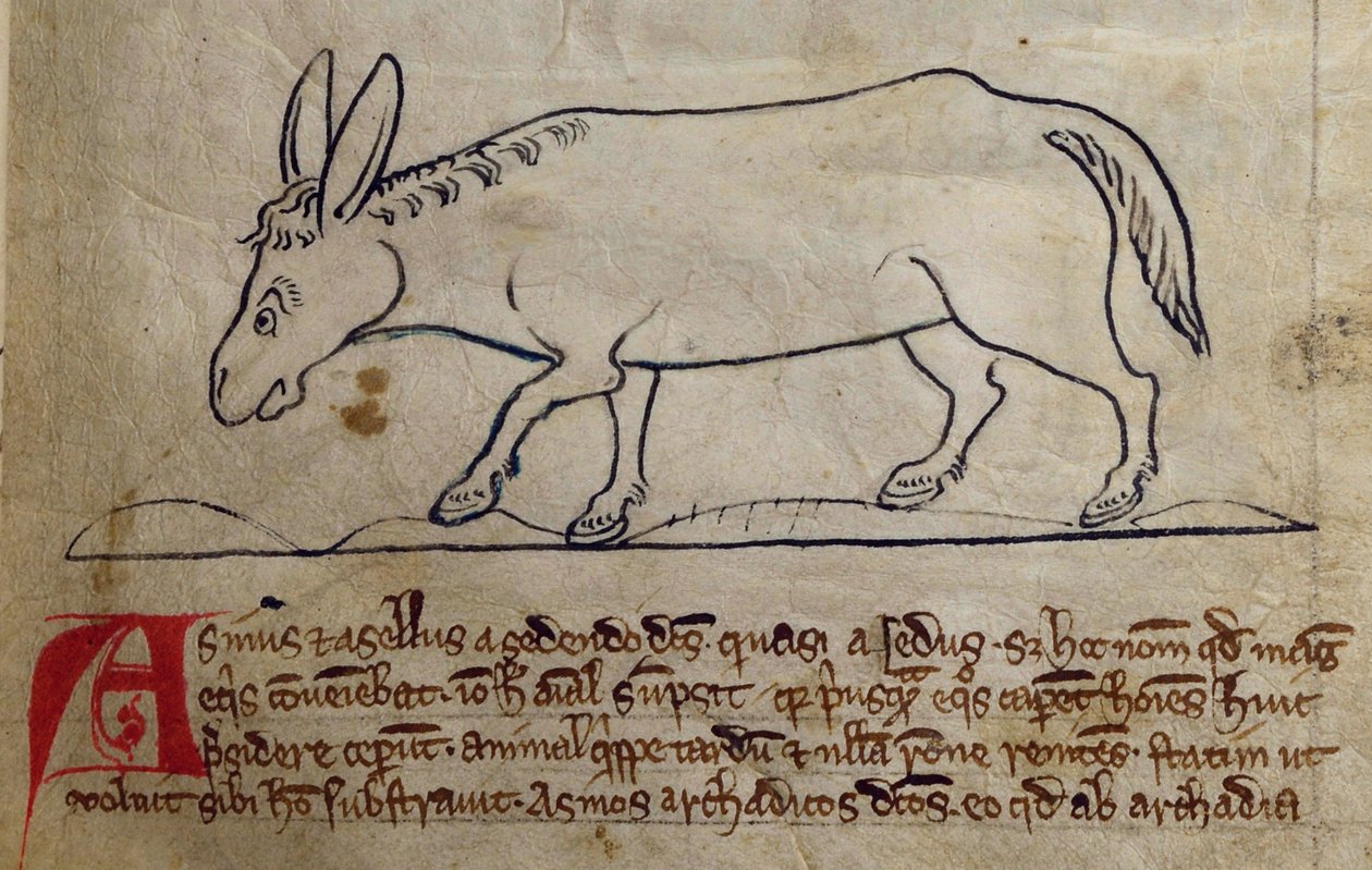 CCA-LitMs/D/10 fol. 10r Ass, Bestiary