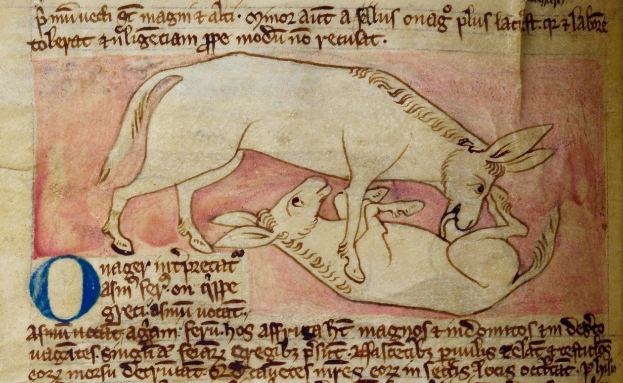 CCA-LitMs/D/10 fol. 10r Vahşi eşek, Bestiary