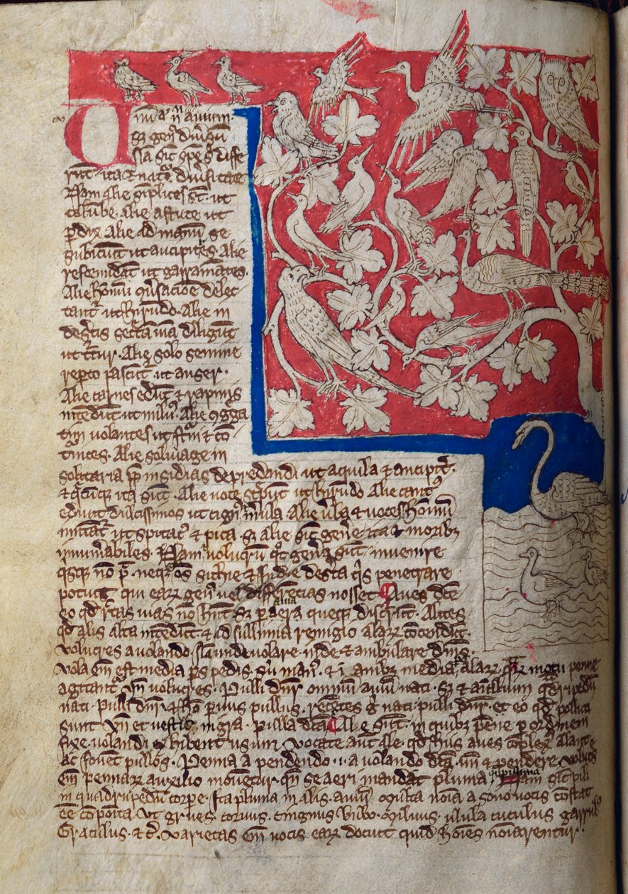 CCA-LitMs/D/10 fol. 12v Kuşlar, Bestiary