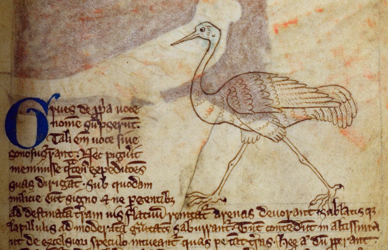 CCA-LitMs/D/10 fol. 14r Vinç, Bestiary'den by English School