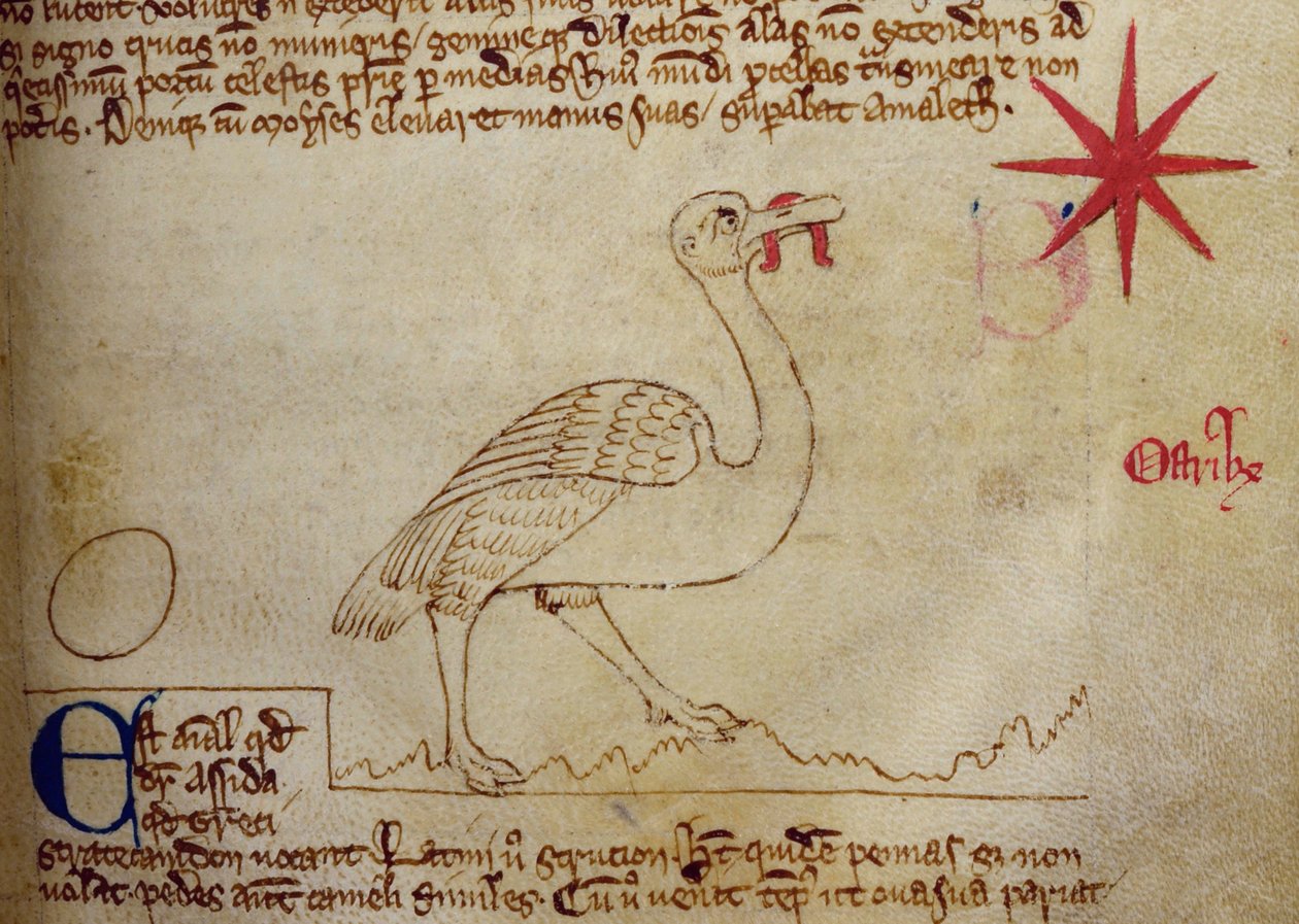 CCA-LitMs/D/10 fol. 16r Devekuşu, Bestiary