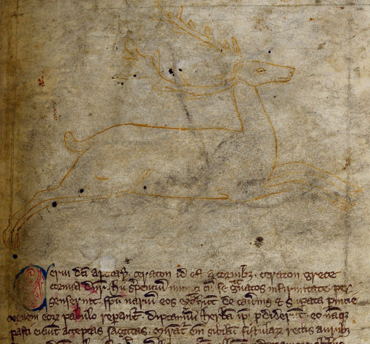CCA-LitMs/D/10 fol. 1r Geyik, Bestiary