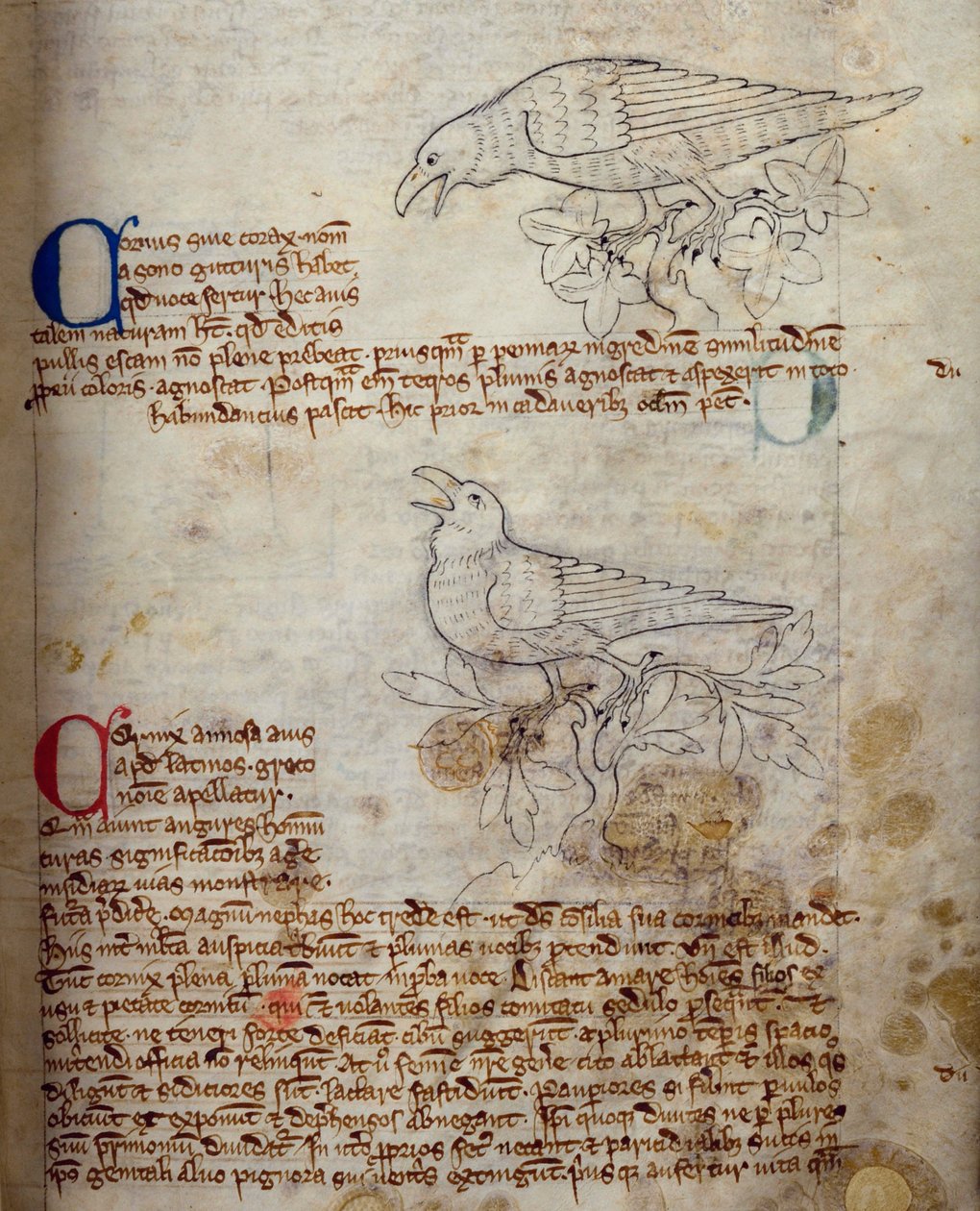 CCA-LitMs/D/10 fol. 20r Kuzgun ve Karga, Bestiary