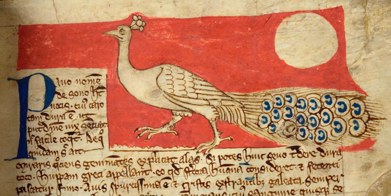 CCA-LitMs/D/10 fol. 22r Tavuskuşu, Bestiary