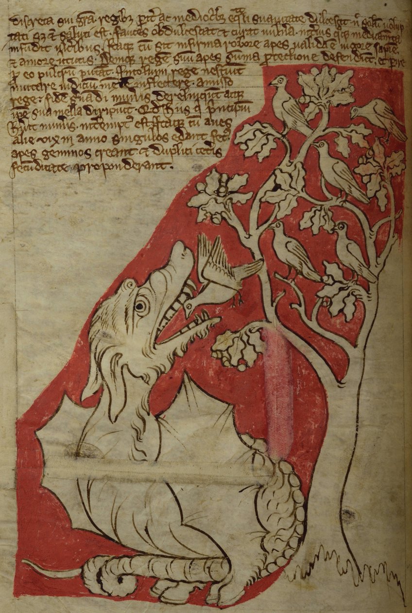 CCA-LitMs/D/10 fol. 23v Perindens Ağacı, Bestiary