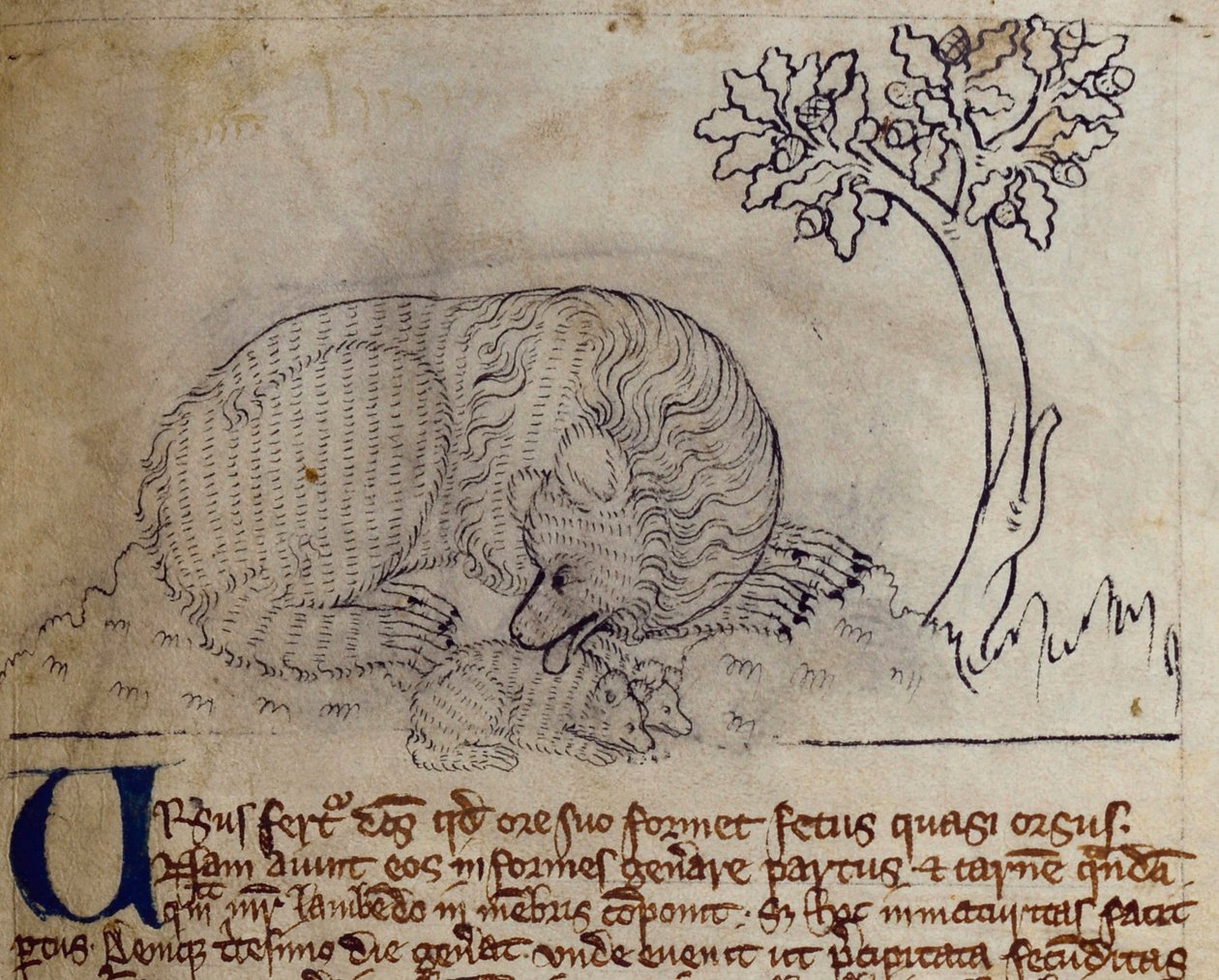 CCA-LitMs/D/10 fol. 3r Ayı, Bestiary