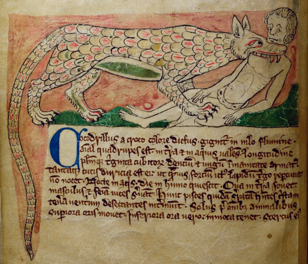 CCA-LitMs/D/10 fol. 3v Timsah, Bestiary