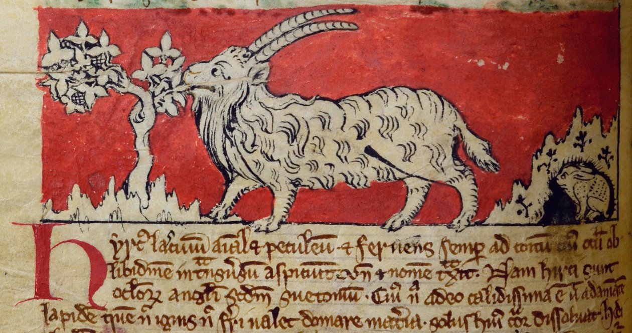 CCA-LitMs/D/10 fol. 8v Keçi, Bestiary