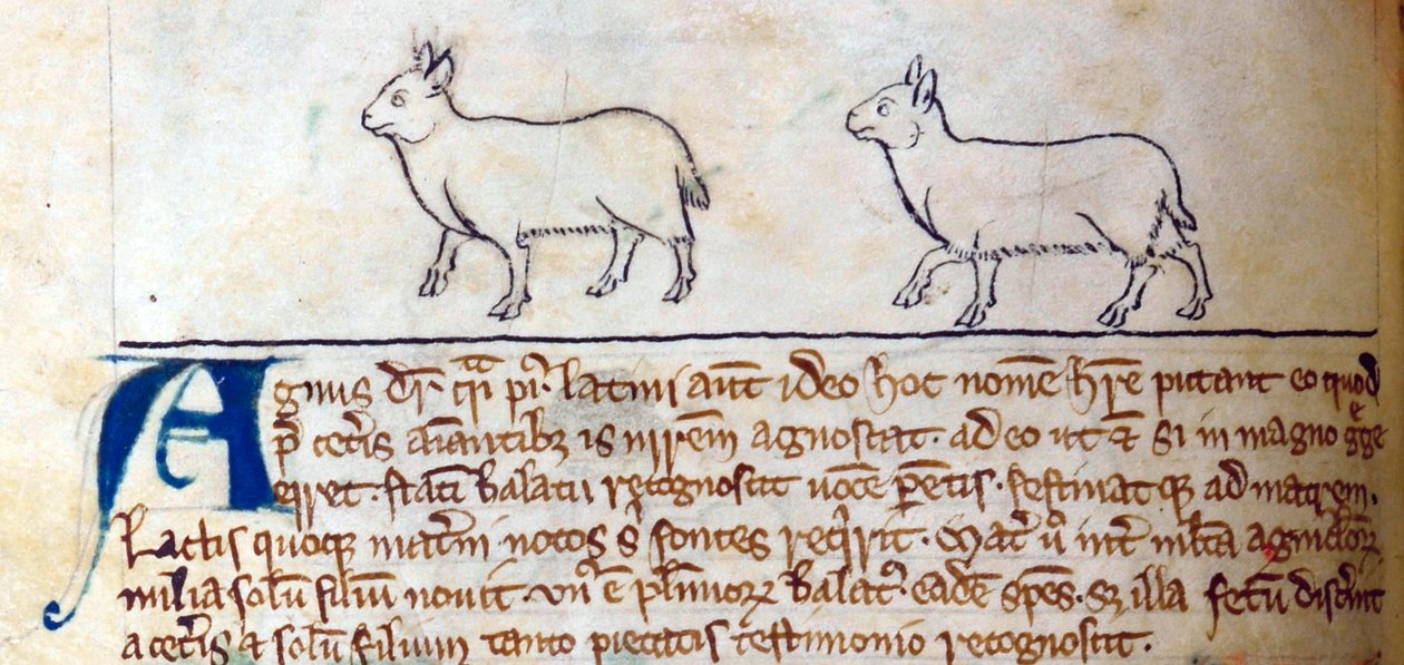 CCA-LitMs/D/10 fol. Bestiary