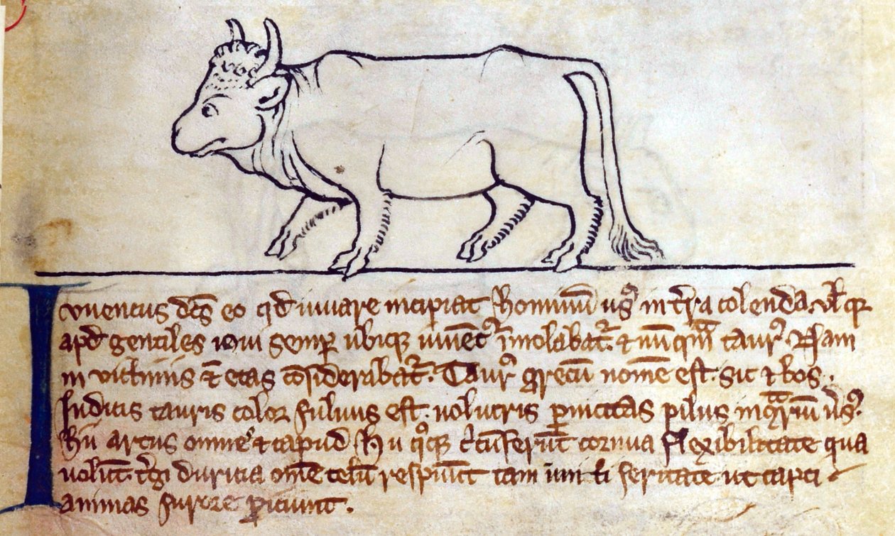 CCA-LitMs/D/10 fol. 9r Bullock, Bestiary