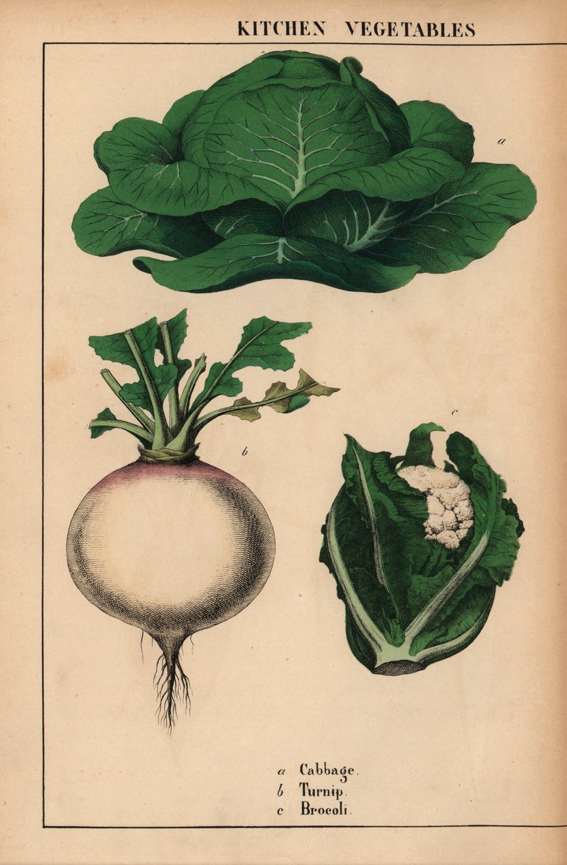Lahana, şalgam ve brokoli [brokoli]  , "Öğretici Resimli Kitap veya Sebze Dünyasından Dersler"den [Charlotte Mary Yonge], Edinburgh by English School