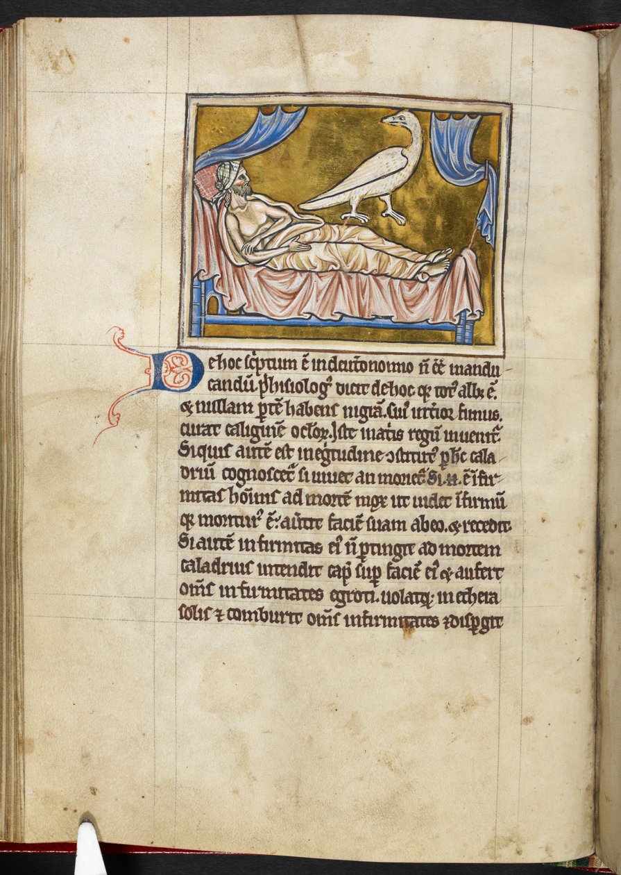 Caladrius kuşu - Bestiary, Kraliyet MS 12 C XIX, f.47v by English School