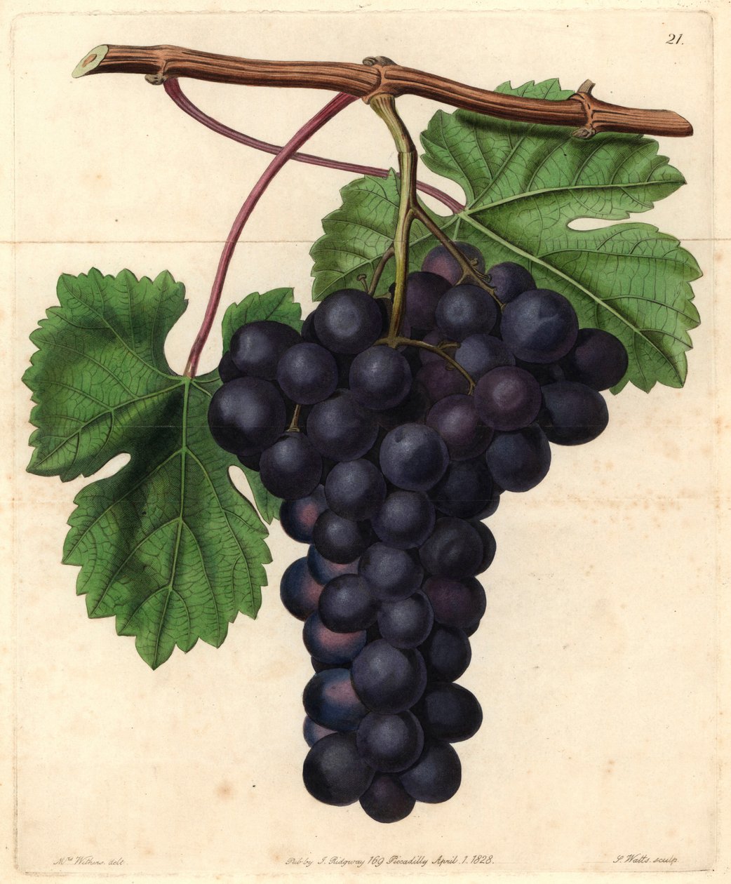 John Lindley