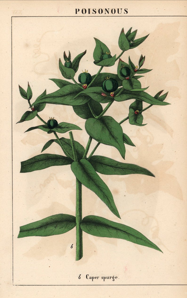 Yeşil tohumlu kapari sütleğ, Euphorbia lathyris   , "Öğretici Resimli Kitap veya Sebze Dünyasından Dersler"den [Charlotte Mary Yonge], Edinburgh by English School