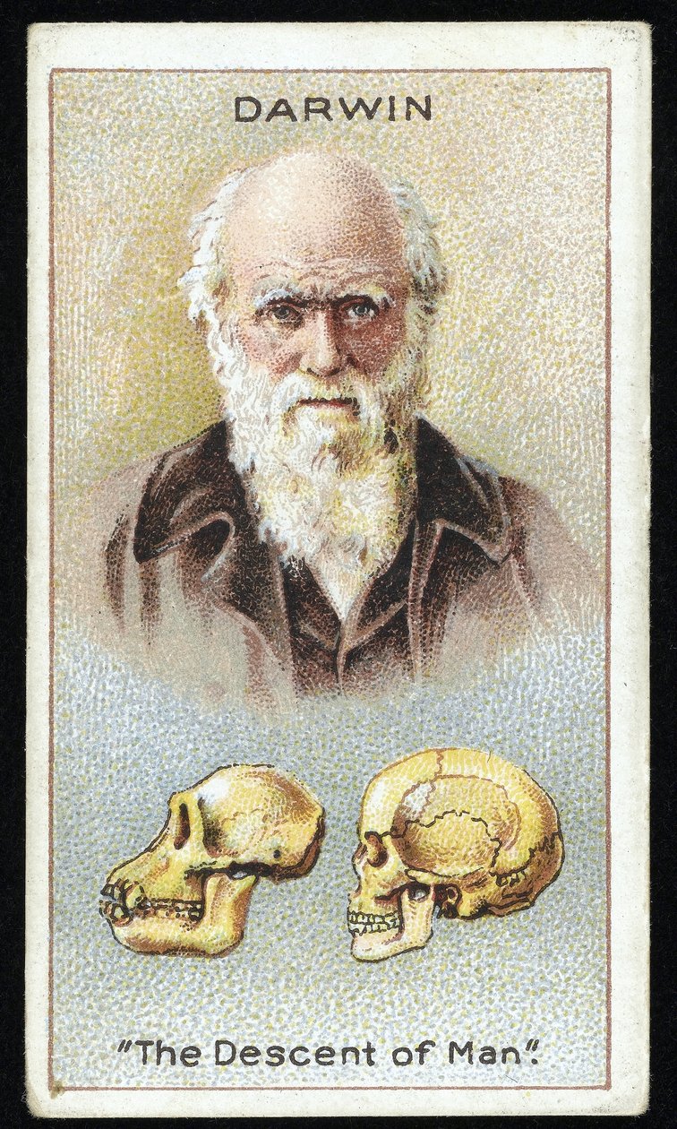 Charles Darwin, "İnsanın Türeyişi", pub. 1924 (renkli lito) by English School