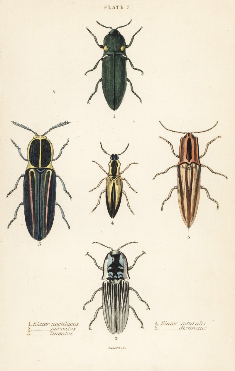 Klik böceği: Far elater, Pyrophorus noctilucus 1, Chalcolepidius porcatus 2, çizgili klik böceği, Agriotes lineatus 3, Elater suturalis 4 ve Semiotus Differentus 5 by English School