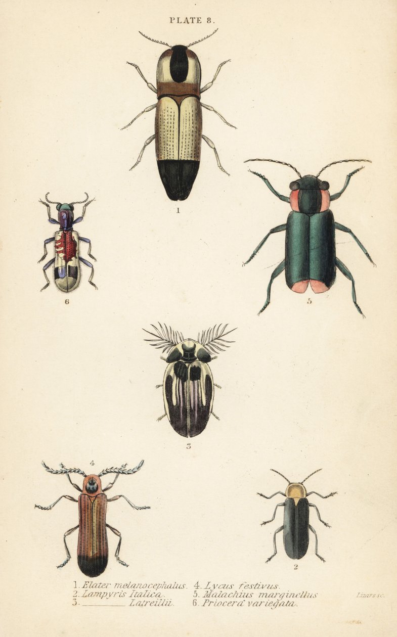 Tıklama böcekleri: Melanoxanthus melanocephalus 1, Luciola italica 2, Lampyris latreillii 3, Lycus festivus 4, yumuşak kanatlı çiçek böceği, Clanoptilus marginellus 5 ve Priocera variergata 6 by English School
