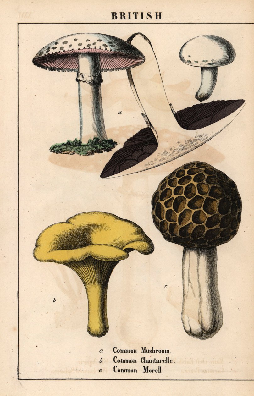 Ortak mantar Agaricus, altın chantarelle mantarı Cantharellus cibarius ve morel mantarı Morchella esculenta   , "Öğretici Resimli Kitap veya Sebze Dünyasından Dersler"den [Charlotte Mary Yonge], Edinburgh by English School