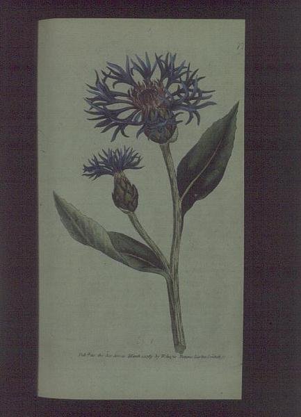 Peygamber Çiçeği (Centaurea montana), William Curtis'in 'The Botanical Magazine' (veya 'Flower Garden Displayed'), pub'dan 77 numaralı plaka. 1789-90 (gravür) by English School