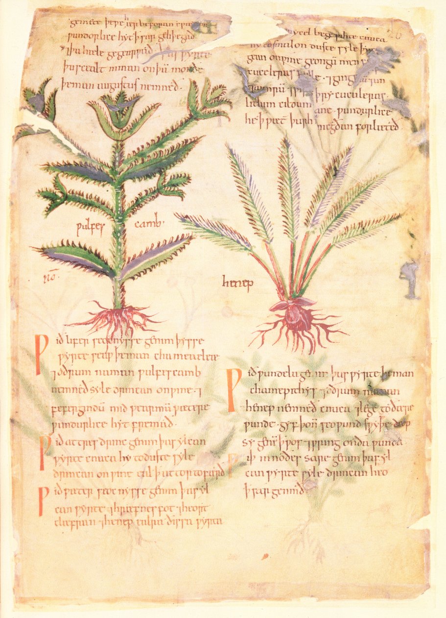 Cotton Vitellius C.III fol.30 Orijinali Apuleius