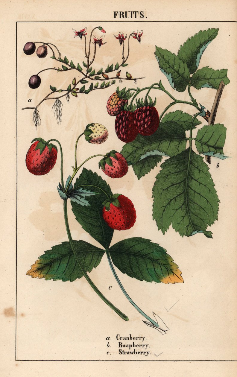 Kızılcık, ahududu ve çilek meyveleri.   , "Öğretici Resimli Kitap veya Sebze Dünyasından Dersler"den [Charlotte Mary Yonge], Edinburgh by English School