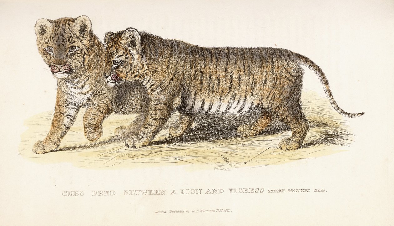 Aslan ve Kaplan arasında yetiştirilen yavrular, üç aylık, 1827-1835 by English School