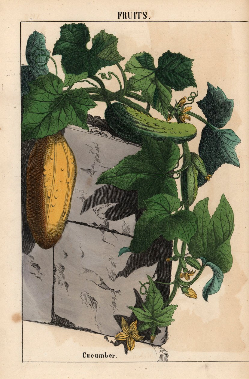 Sarı olgunlaşmamış ve olgun yeşil salatalık meyveli salatalık bitkisi Cucumis sativus   , "Öğretici Resimli Kitap veya Sebze Dünyasından Dersler"den [Charlotte Mary Yonge], Edinburgh by English School