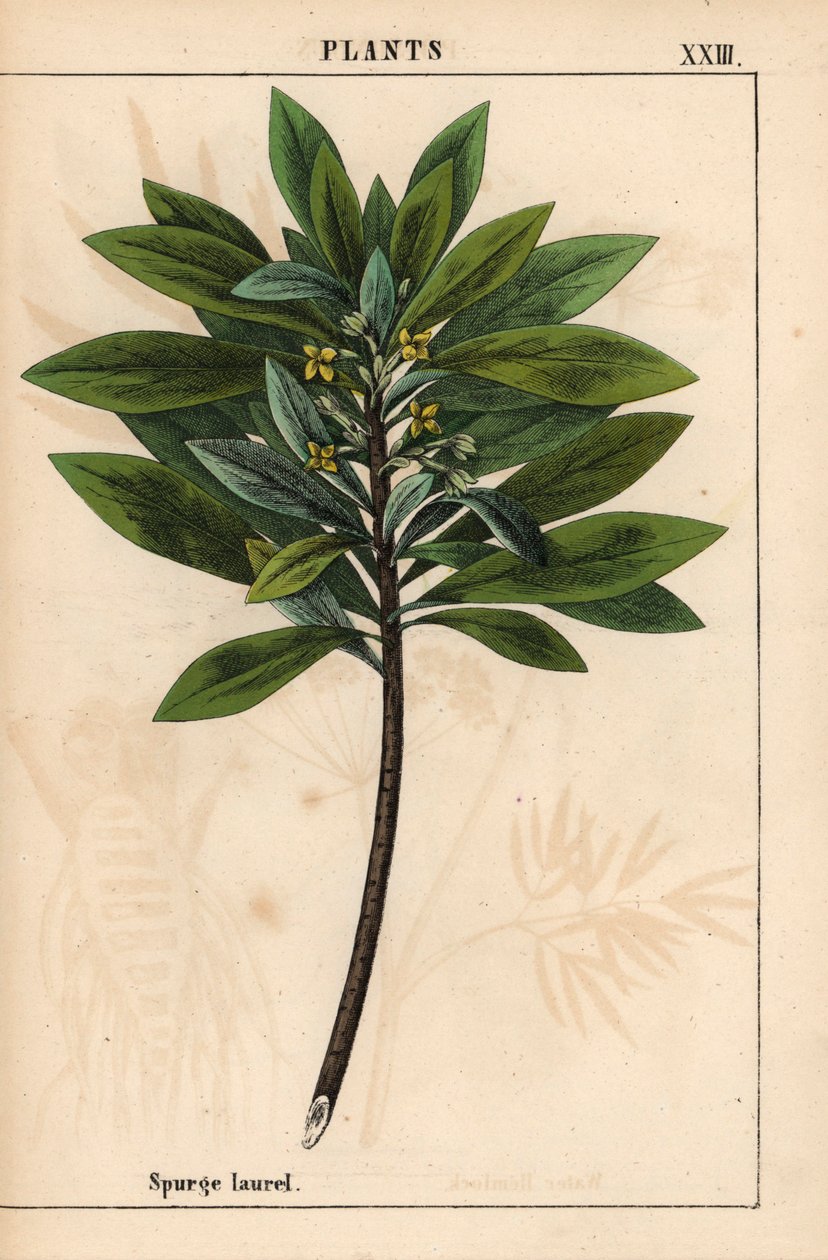 Daphne laureola veya Spurge-defne   , "Öğretici Resimli Kitap veya Sebze Dünyasından Dersler"den [Charlotte Mary Yonge], Edinburgh by English School