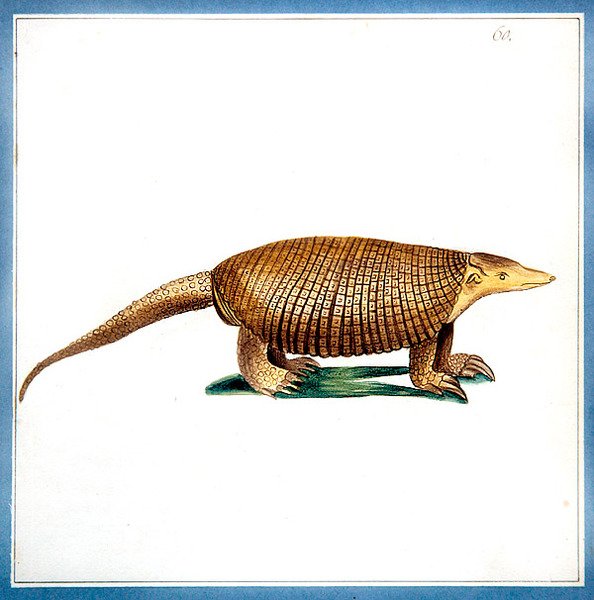 Dasypus armadillo, c.1810 (kağıt üzerine suluboya) by English School