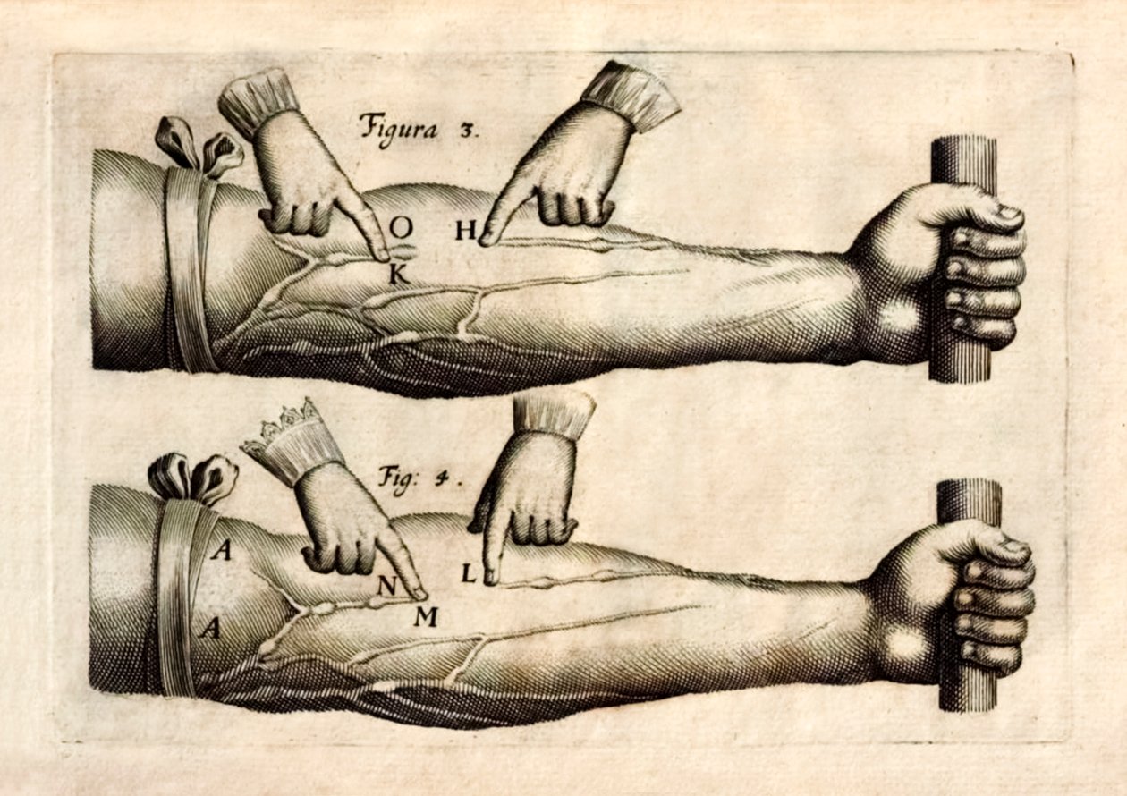 De Motu Cordi, William Harvey (1578-1657) tarafından ilk kez 1628