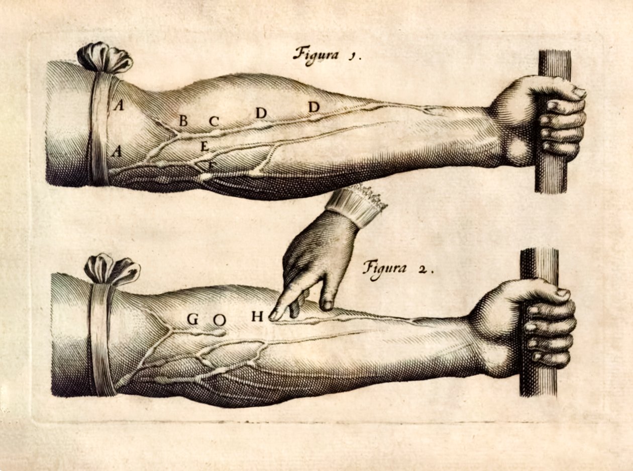De Motu Cordi, William Harvey (1578-1657) tarafından ilk kez 1628