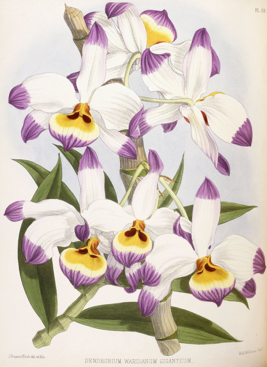Dendrobium Wardianum Giganteum, 1824-1890 by English School
