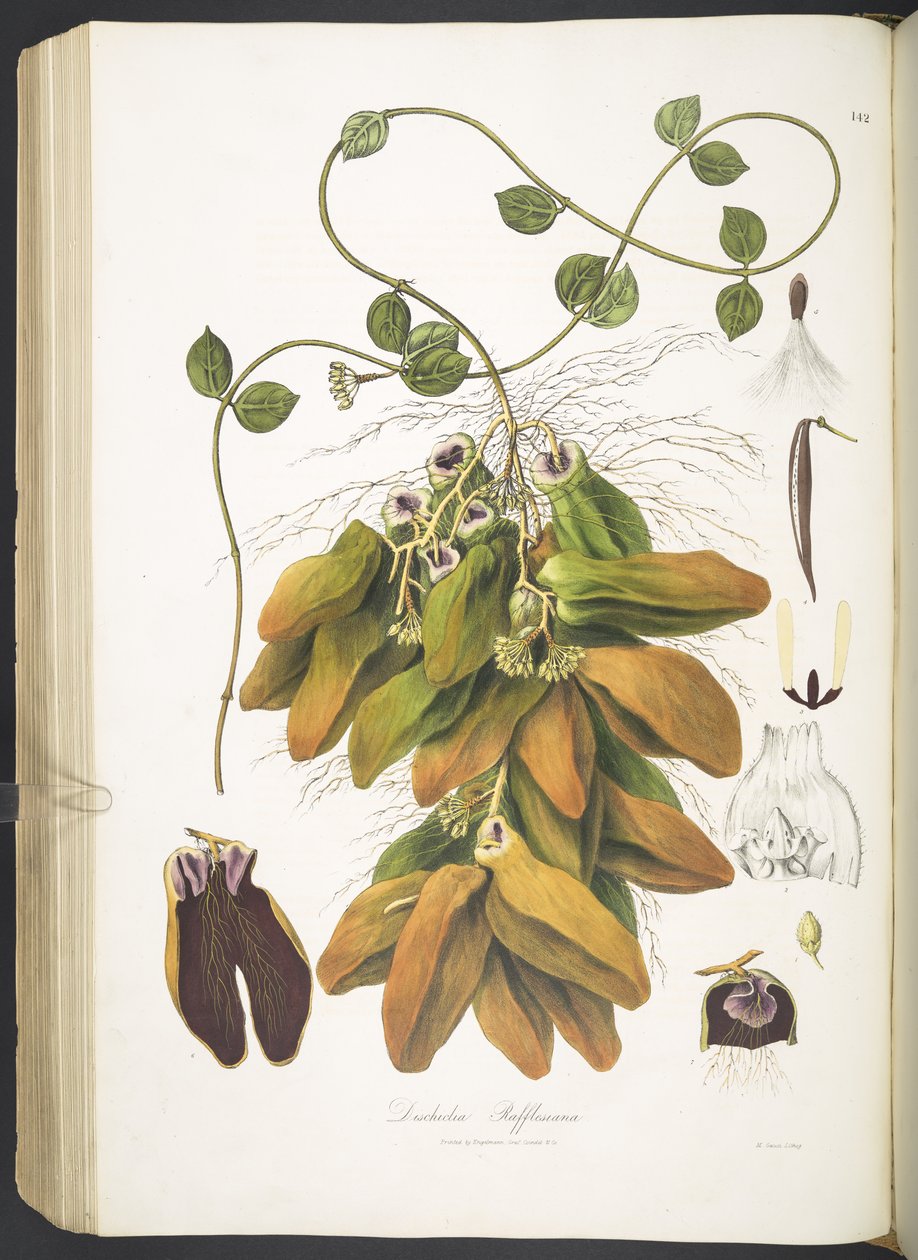Dischidia Rafflesiana, 