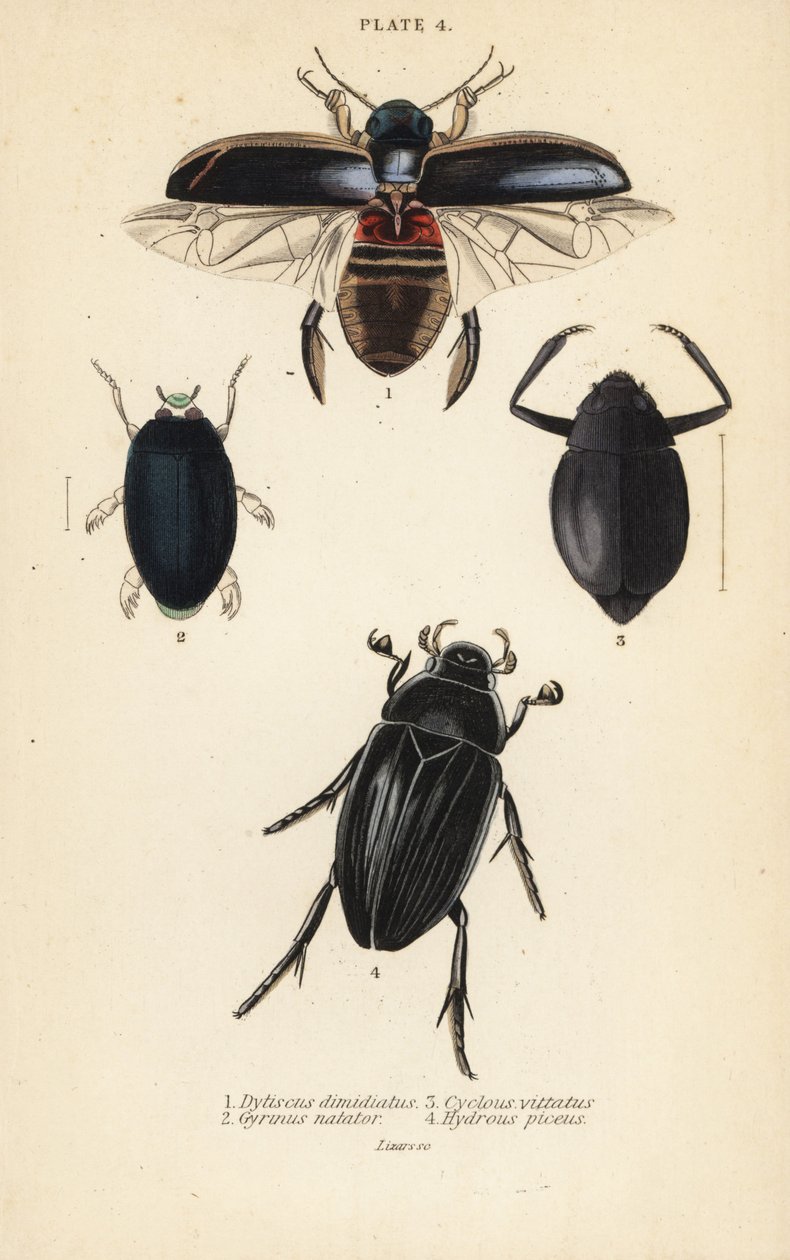 Dalış böceği, Dytiscus dimidiatus 1, yaygın girdap böceği, Gyrinus natator 2, Cyclous vittatus 3 ve büyük gümüş su böceği, Hydrophilus piceus 4 by English School