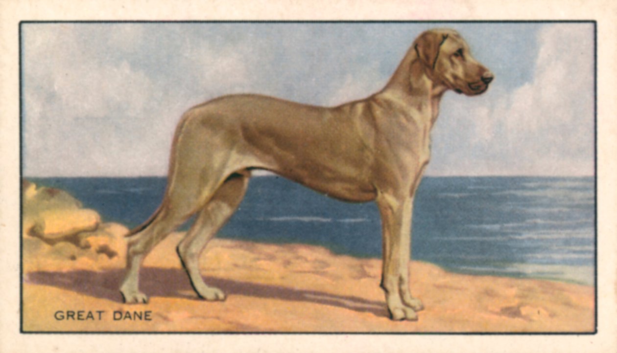 Köpekler: Danua (renkli lito) by English School