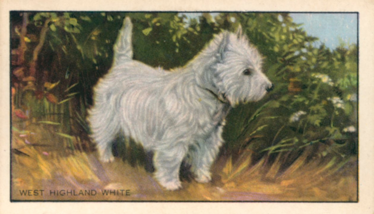 Köpekler: West Highland White (renkli lito) by English School