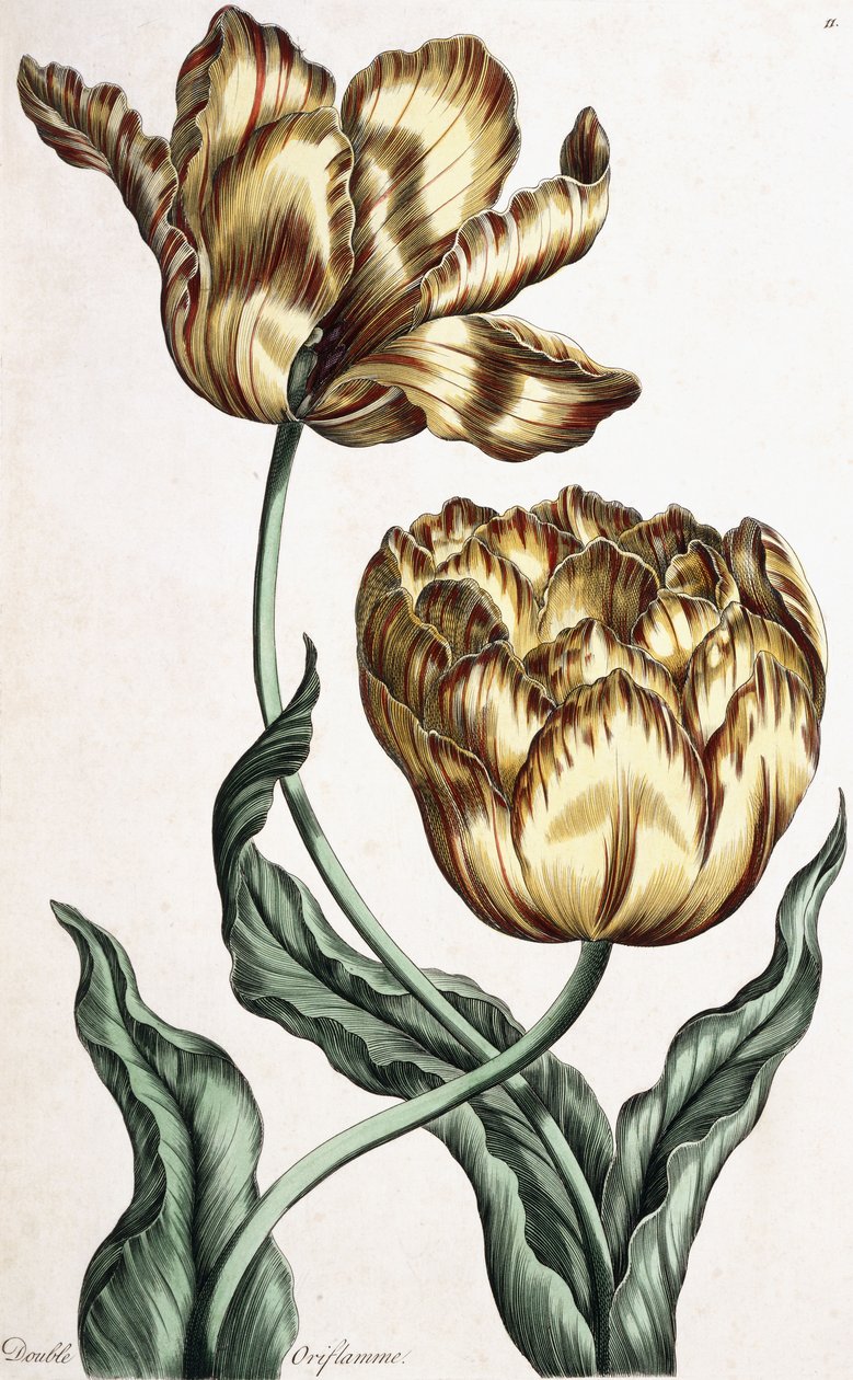 Çift Oriflamme, 1759 by English School