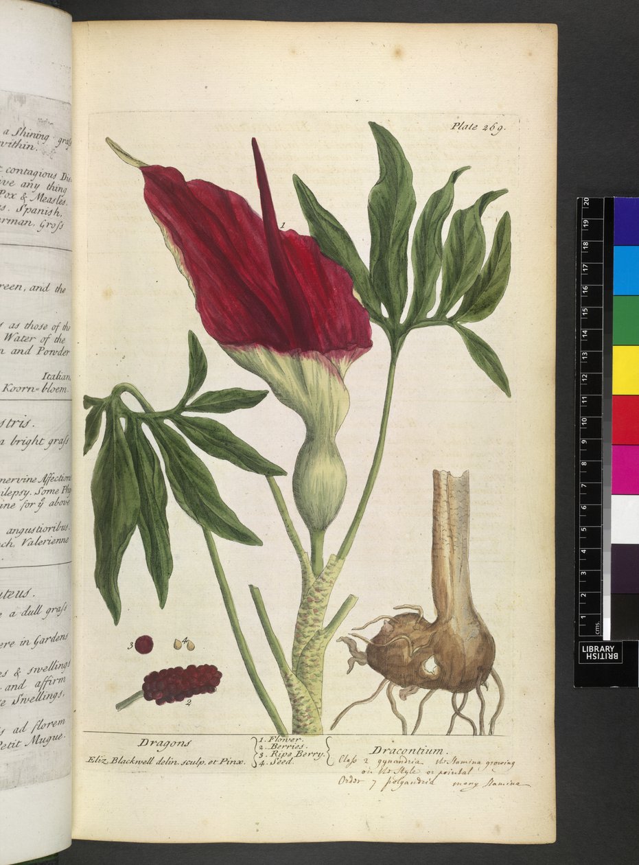 Dracontium, Elizabeth Blackwell