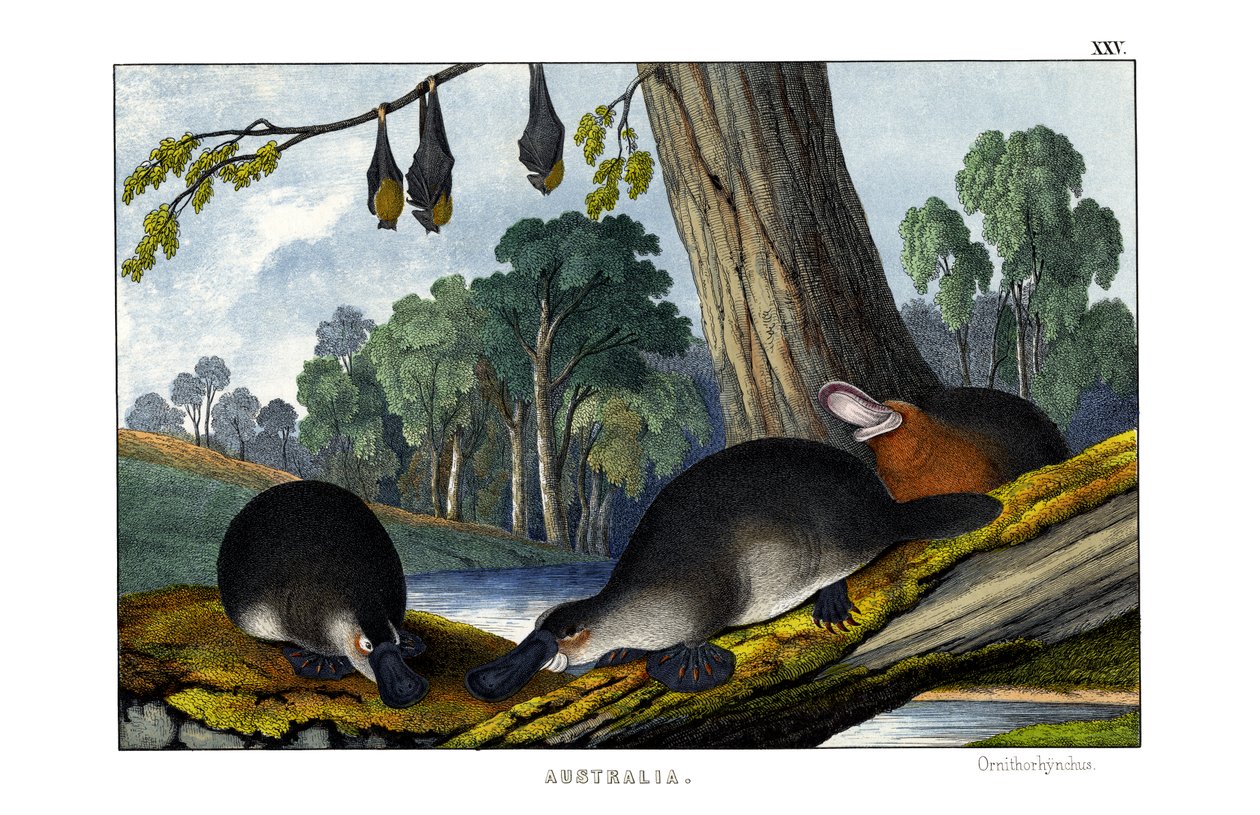 Ördek gagalı Platypus by English School