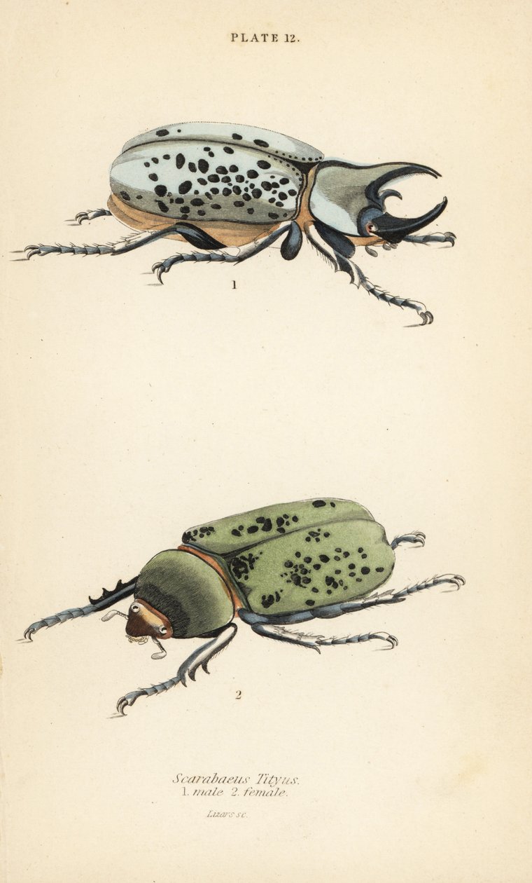 Doğu Herkül böceği, Dynastes tityus, erkek 1, dişi 2 by English School