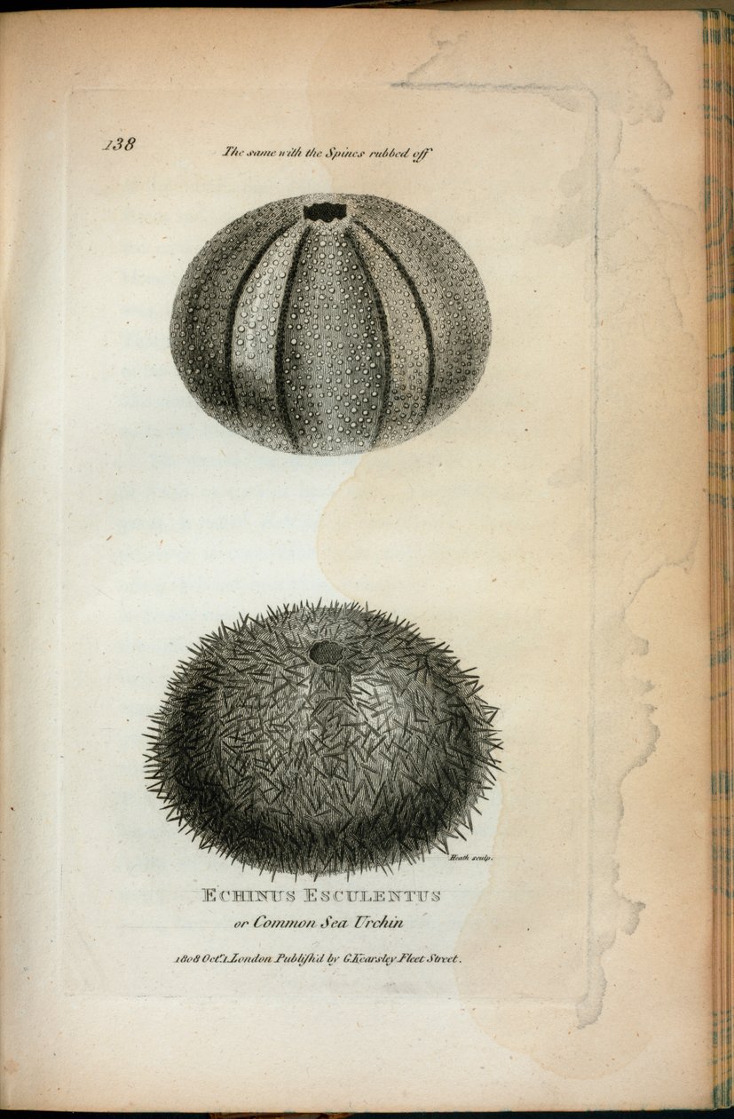 Echinus Esculentus veya Ortak Deniz Kestanesi; Aynısı, George Shaw tarafından "1806 ve 1807 yıllarında Kraliyet kurumunda verilen zoolojik dersler"den silinen Spines için de geçerlidir. by English School